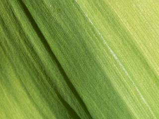 Full frame shot of green leaf, backgrounds and textures. Tropical  leaf texture background