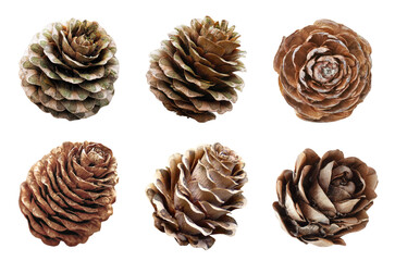 Larch Cones for Christmas Decoration