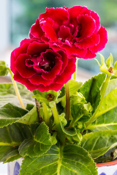 Red Flowers In The Pot