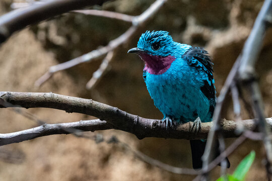Spangled cotinga