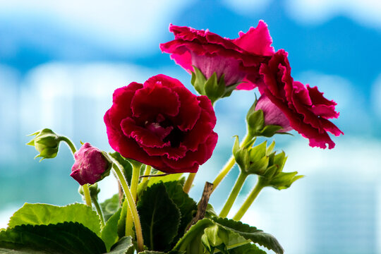 Red Flowers In The Pot