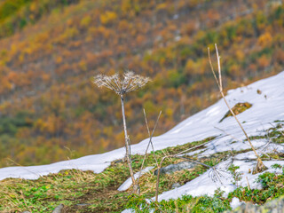 Panorama with mountain view. View of the mountain peaks. Snow in the mountains. Nature in the mountains. Snow-capped mountain peaks. Dry grass in the mountains.
