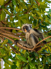 Zanzibar Colobus monkey 8 months old