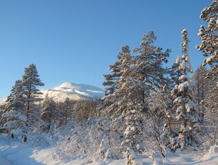 Beautiful surroundings of the Lifjell mountain plateau in the Mid-Telemark region, Norway.