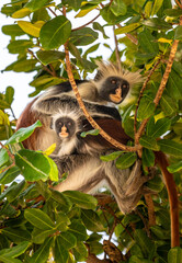 Zanzibar Colobus female monkey with child