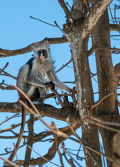 Zanzibar Colobus monkey 8 months old