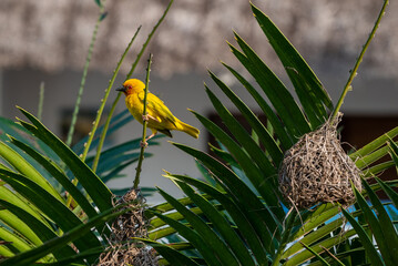 Zanzibar yellow bird on a branch with nest