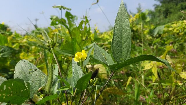 Vigna mungo plant growing in field. Its other names black gram, urad bean, mash kalai, uzhunnu parippu, ulundu paruppu, minapa pappu and Uddu. This  bean grown in India and  South Asia.
