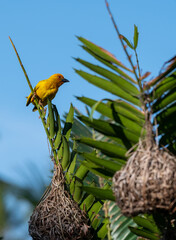 Zanzibar yellow bird on a branch with nest