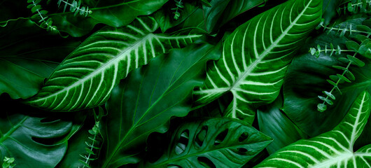 Fototapeta na wymiar abstract green leaf texture, nature background, tropical leaf 