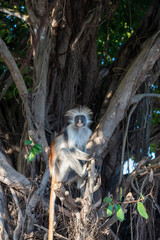 Zanzibar Colobus monkey