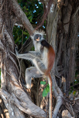 Zanzibar Colobus monkey 
