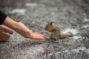 Hand-feeding a chipmunk