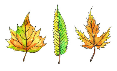 Set of autumn leaves. Watercolor illustration on a white background.
