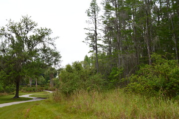 Obraz premium path in the woods