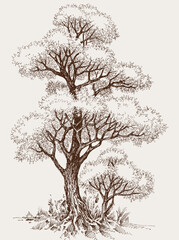 Tall oak tree and sapling hand drawn vector illustration - 541501109