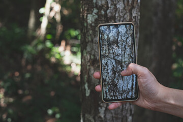 Close up of hand taking photo of tree by Mobile phone, smart phone. Concept of capture the...