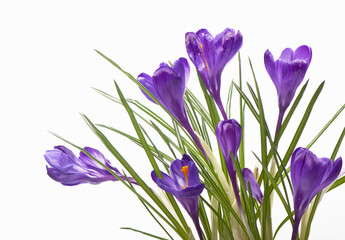 Crocuses. Crocus flower in the spring isolated on white