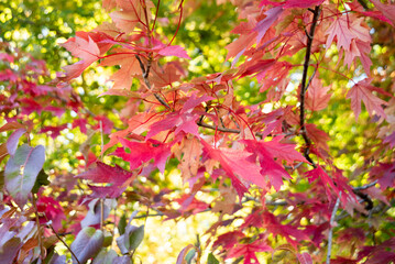 Bright red leaves on a branch in the fall.