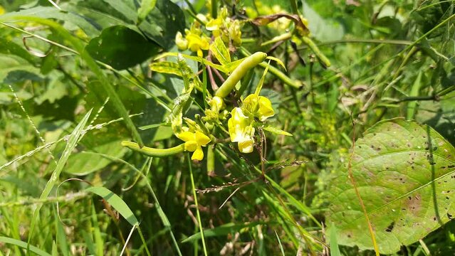 Vigna mungo plant growing in field. Its other names black gram,&nbsp;urad bean,&nbsp;mash kalai,&nbsp;uzhunnu parippu,&nbsp;ulundu paruppu,&nbsp;minapa pappu and Uddu. This &nbsp;bean&nbsp;grown in India and &nbsp;South Asia.