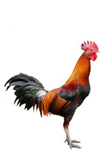 rooster isolated on white background,png