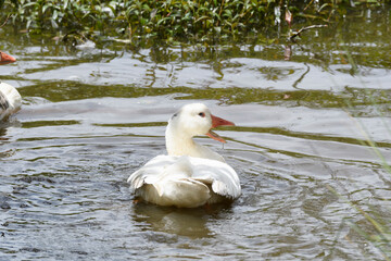 Anser Anser, Common Geese swiming and bathing