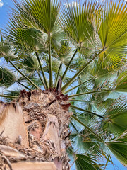 coconut tree on the beach