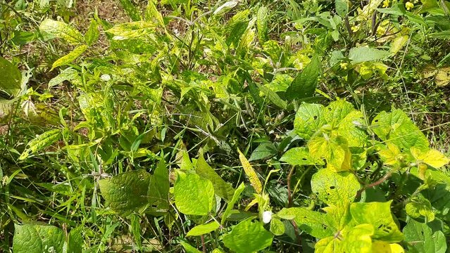 Vigna mungo plant growing in field. Its other names black gram,&nbsp;urad bean,&nbsp;mash kalai,&nbsp;uzhunnu parippu,&nbsp;ulundu paruppu,&nbsp;minapa pappu and Uddu. This &nbsp;bean&nbsp;grown in India and &nbsp;South Asia.
