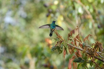 Colibri Coruscans, Sparkling Violetear perch spreading wings