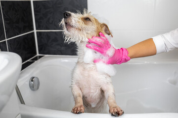 Puppy wire-haired Jack Russell Terrier takes a shower. A girl in pink gloves washes a dog in a...