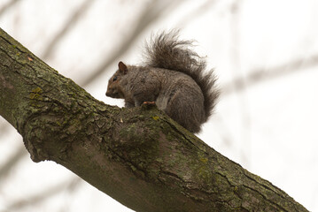 A Grey Squirrel On A Tree Brach In December