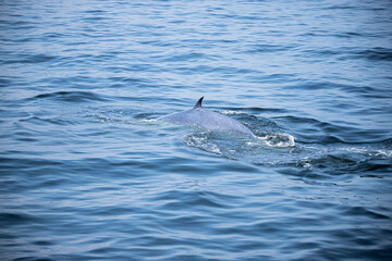 Obraz premium The tail fin of a Bryde's Whale quickly swims to the water, There are many Bryde's Whales living in the gulf of Thailand at Bang Tabun, Petchaburi, Thailand.