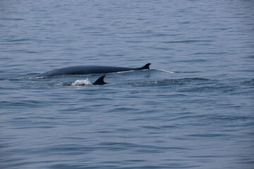 Obraz premium The tail fin of a Bryde's Whale quickly swims to the water, There are many Bryde's Whales living in the gulf of Thailand at Bang Tabun, Petchaburi, Thailand.