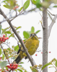 Atlapetes Fuscoolivaceus, Dusky Headed Brushfinch perched