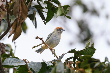 Stilpnia Vitriolina, Scrub Tanager perched on an Inga Codonantha,Guamo Tree..