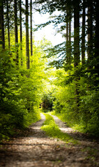Fototapeta premium Weg im Wald