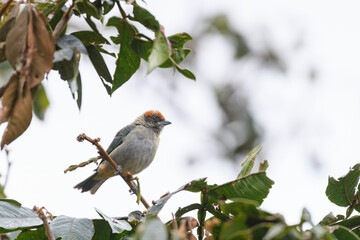Stilpnia Vitriolina, Scrub Tanager perched on an Inga Codonantha,Guamo Tree..
