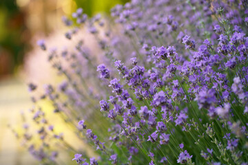 Obraz premium Lavender flower field, blooming purple fragrant lavender flowers. Cultivation of lavender swaying in the wind over sunset sky, harvest, perfume ingredient, aromatherapy.