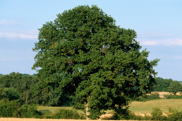 Fototapeta premium Chêne pédonculé, Quercus robur