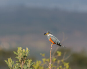 Megaceryle Torquata, Ringed Kingfisher perched