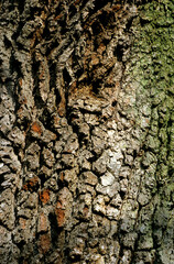 Chêne , Quercus robur, écorce, Tronc