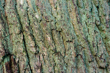 Chêne , Quercus robur, écorce, Tronc