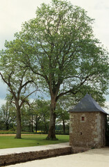Fototapeta na wymiar Chêne pédonculé, Quercus robur
