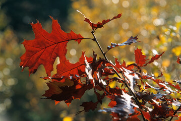 Chéne écarlate, Qercus coccinea