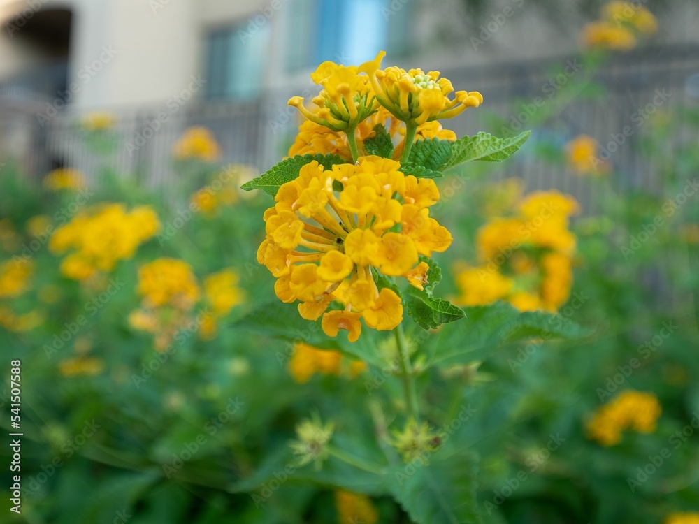 Sticker Closeup of blooming beautiful yellow West Indian Lantana flowers in yard on sunny day