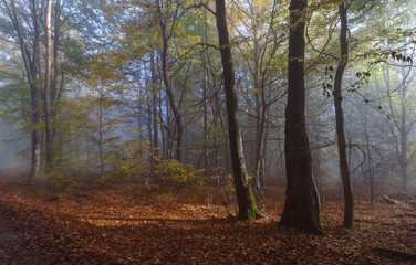 Marburger Forst Frühnebel