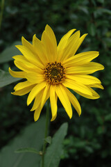 Tournesol, soleil, Helianthus maximiliani