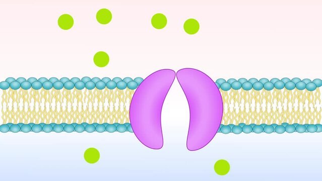 Carrier membrane protein, passive transport. Animation