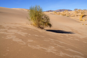 The saxaul bushe (or Haloxylon) in the sand dunes on a bright sunny day.