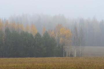 big fog in the meadow where you can see green fir trees and yellow birches in autumn